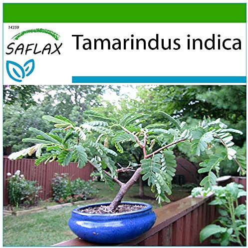 SAFLAX - Dattier d'Inde - 4 graines - Avec substrat - Tamarindus indica