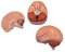 3B Scientific Menschliche Anatomie - Gehirnmodell, 2-teilig + kostenlose Anatomie App - 3B Smart Anatomy, C15