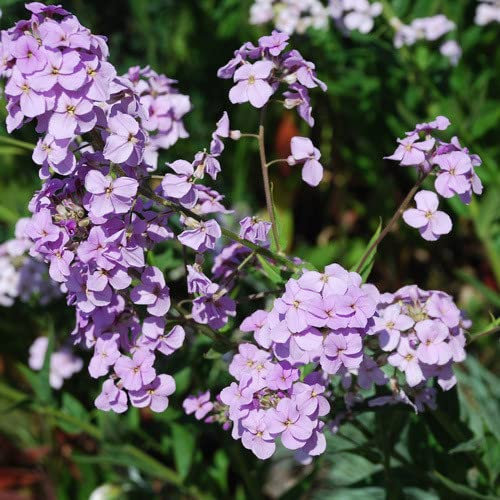 Plant World Seeds - Hesperis Matronalis Mix Seeds (Perennial Flower Seeds)