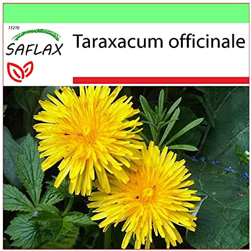 SAFLAX - Diente de león - 200 semillas - Taraxacum officinale