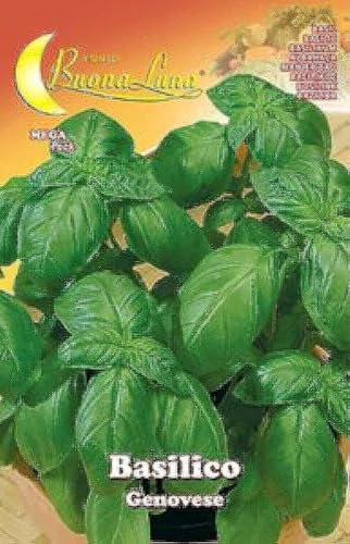 SEMI ORTO BASILICO GENOVESE