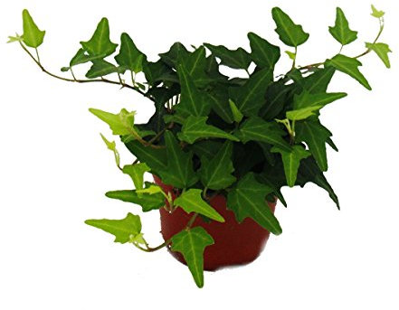 Lierre - Hedera - pot de 9cm - plante d'intérieur