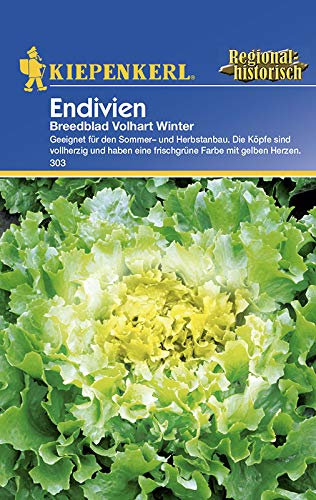 Salatsamen - Endivien Breedblad von Kiepenkerl