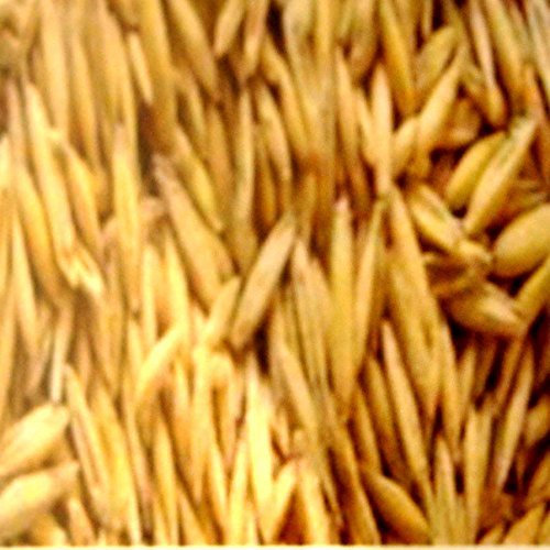 10 kg Hafer lose, Tierfutter, Pferdefutter, Pferd, Wildfutter