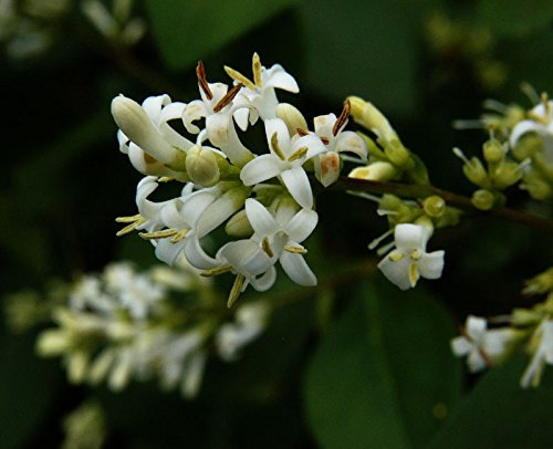 Ovalblättriger Liguster - Ligustrum ovalifolium Containerware - floranza® 40-60 cm hoch