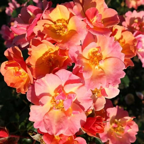 Rose Jazz® - Bodendeckerrose mehrfarbige Blüten in Orange Apricot Gelb - Kleinstrauchrose Pflanze Duftend Winterhart Halbschattig Mehltau-Resistent von Garten Schlüter - Pflanzen in Top Qualität