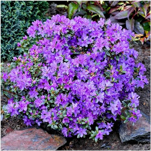 GrowOn Shrubs Dwarf Rhododendron Japonica 'St Merryn' | Evergreen Shrub | Outdoor Garden Ready Plant | Spring Flowering | Violet Blue Flowers