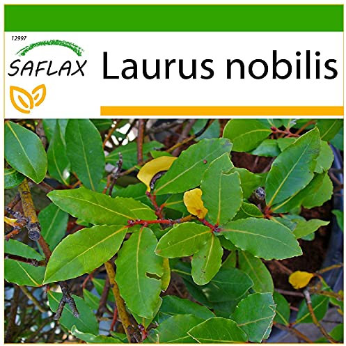 SAFLAX - Laurier vrai - 6 graines - Avec substrat - Laurus nobilis