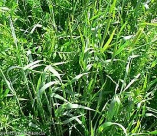 1Kg RYE & Vetch TARES Winter Hardy Green Manure Seed 1 kg Bulk, Wholesale