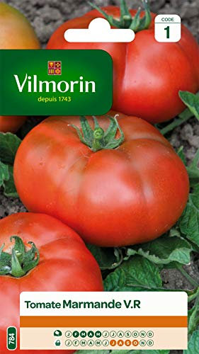 VILMORIN - Tomate Marmande - Variété précoce - Gros Fruit côtelés - Chair parfumé et fruitée - rendement jusqu'à 2 à 4 kg par Pied -Résistante au verticillium - idéal pour Les farcis