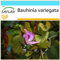 SAFLAX - Geschenk Set - Orchideen-Baum - 8 Samen - Mit Geschenk- / Versandbox, Versandaufkleber, Geschenkkarte und Anzuchtsubstrat - Bauhinia variegata