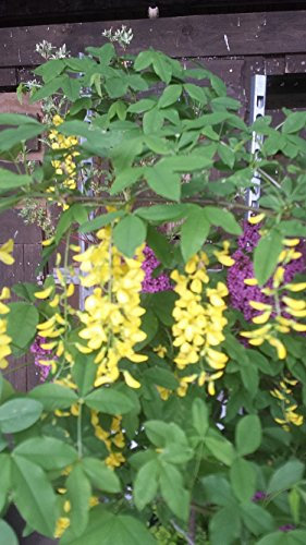 Goldregen Laburnum watereri Vossii 100-125 cm hoch im 7,5 Liter Pflanzcontainer
