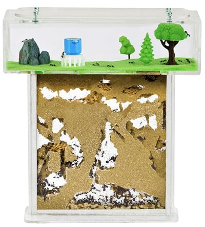 Anthouse.es - Kit Hormiguero Acrílico de Arena en Forma de T - Sándwich 15x15x1,5 cm y Caja de Forrajeo - Hormiguero con Hormigas Vivas Incluidas (Reina, Obreras, Huevos y Larvas) - Transparente