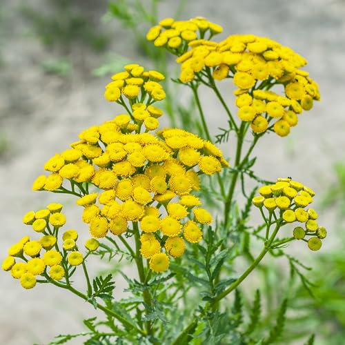 PREMIER SEEDS DIRECT - HERB Seeds - Tansy - 5500 Finest Seeds