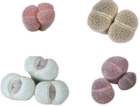Lithops Samen Mix 50 Samen ***Lebende Steine*** Viele bunte Arten