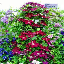 Clematis, Clematis Blumen, Kletterpflanze Kletterpflanze Clematis Samen - 200 Stück Samen/Beutel