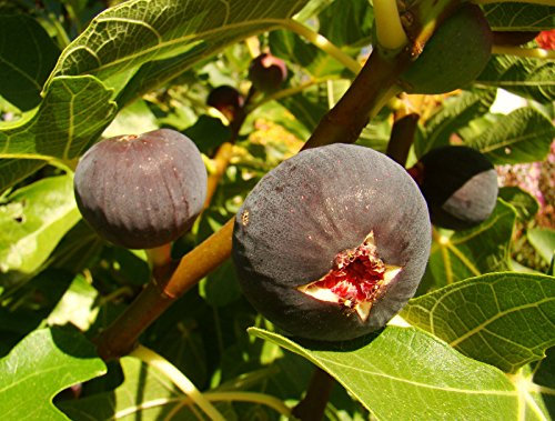 self Pollinating Fig Plant FICUS CARICA 'Babits' red-Brown fruited Variety, Very Cold Tolerant, Architectural Plant and Tasty Fruit Grow Your OWN FIG Mediterranean Fruit Starter Plant - 15-20cm Tall