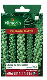 Vilmorin - Sachet graines Chou de bruxelles SANDA