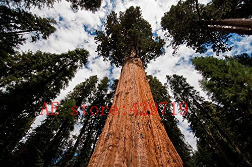 100 PCS rari semi di sequoie giganti, di crescita veloce, semi arboree rare per il regalo della natura decorazione del giardino