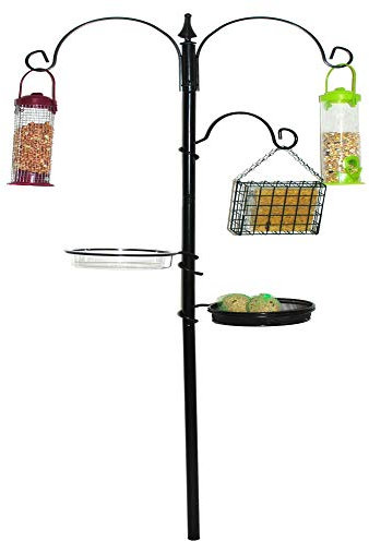 Kingfisher Bird Feeding Station