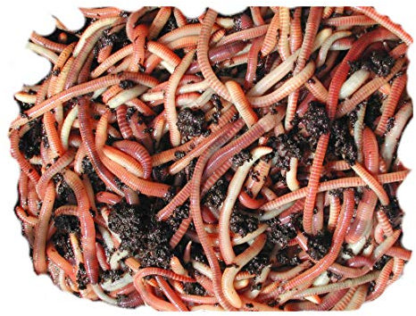 100g Tiger compost Worms by Wormcity, live medium worms suitable for wormeries and composting.