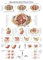 Cartellone didattico Beckenboden (pavimento pelvico), testo in tedesco e inglese, 50 x 70 cm