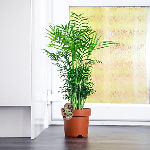 Large Traditional Evergreen House Plants in Pot - Parlour Palm Elegans