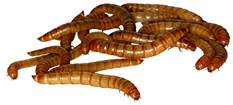 Feeders & more 50g Mehlwürmer in der Dose, lebend für Reptilien, Vögel, Nager, Angelköder