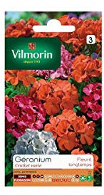 Vilmorin - Sachet graines Géranium Cricket Varié