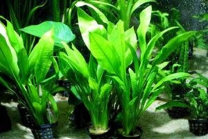 Various Species of Echinodorus x 5 Plantas - Plantas Naturales para acuarios