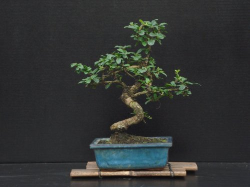 Fukien Tea Bonsai Flowering Plant 10 Tall with 5x 8 Pot Over 10 Years Old
