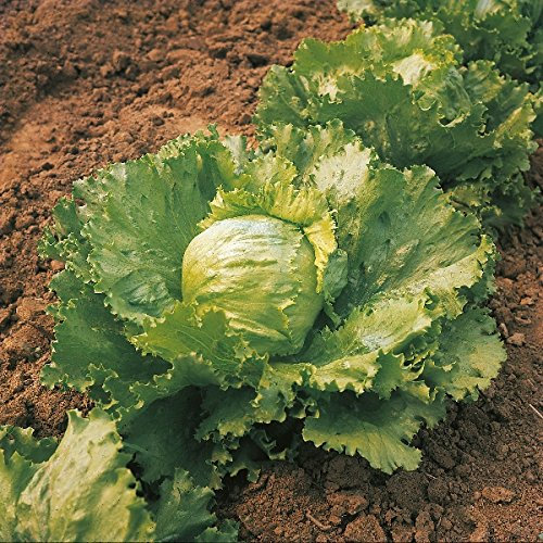 New Pack Iceberg Lettuce 'Saladin' Vegetable Seeds King's Garden Seed