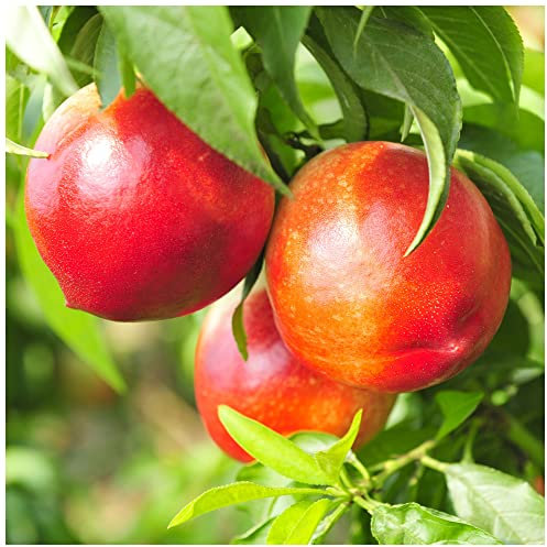 Nectarine 'Fantasia' 4-5ft Self-Fertile, Bare Root, Frost Resistant with Large Fruit 3fatpigs®