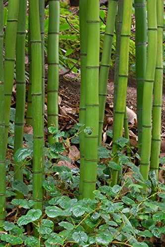 100 semillas de bambú de madera china (Phyllostachys Vivax)