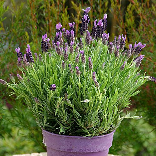 Lavanda stoechas 15 cm pot