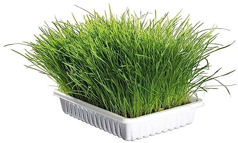 Herbe à chat dépurative naturelle à faire pousser/ZOLUX