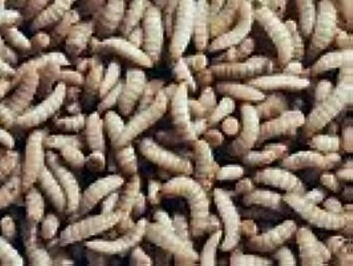 KBM FEEDERS Black Soldier Fly Larvae 500 Count