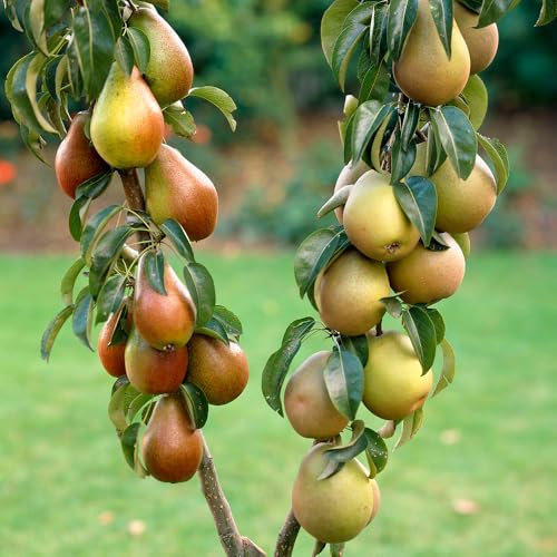 You Garden - Pear Patio Duo Fruit Tree - Conference Pears and Concorde Pears on One Bare Root Tree - Duo Pear Tree for Gardens and Patios - Fruit Trees for The Garden UK