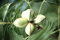 Pacana, Carya illinoinensis, semillas de árboles (Hardy, frutos comestibles) 8 Semillas