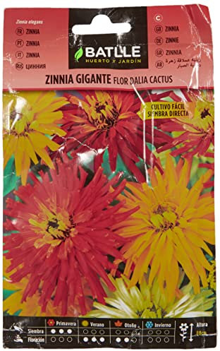Semillas Batlle Zinnia Gigante Fiore Dalia Cactus