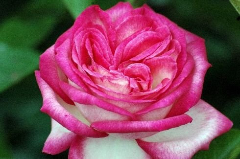 Kletterrose Antike 89 ® Containerrosen im großen 7,5 Liter TopfL8