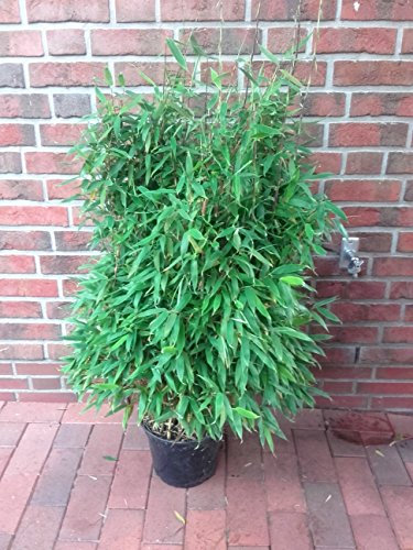 Bambus Pflanzen, Höhe: 120-130 cm, Fargesia murielae Jumbo, winterhart, buschig + Dünger