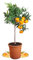 Meine Orangerie Mandarinenbaum Mezzo - echte Citrus Pflanze - 80 bis 100 cm - veredelter Mandarinen Baum im 8 Liter Topf - Citrus Reticulata - Fruchtreife Mandarinen Pflanze in Gärtnerqualität