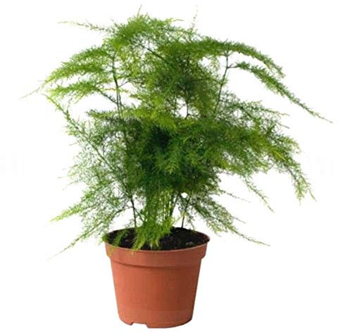 25 Asparagus Semi Plumosa Lace felce