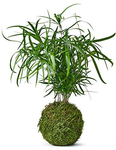 Tranquil Plants Home Decor Falcatus Fern Bonsai Style Tree Indoor Plant in Green Moss Ball for Bedroom | Zen Garden and Desk Decor | Indoor House Plant or Gardening Gifts - 30cm High