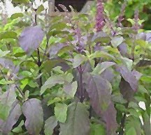 Just Seed Herb - Basil - Holy Red - Ocimum Sanctum - 400 Seeds