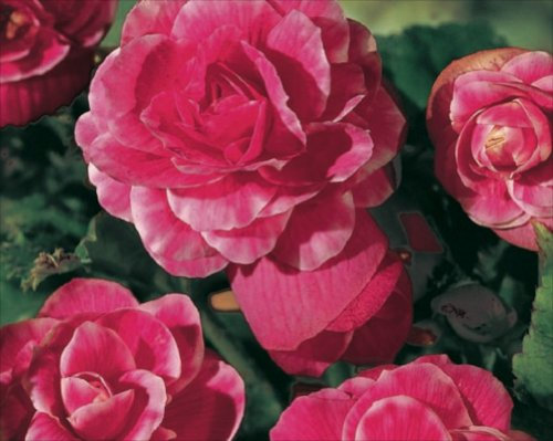Pack x3 Special Begonia 'Camelia' WPC Prins Quality Bulbs/Tubers