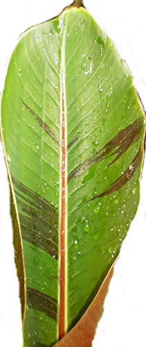 Red Tiger Banane - Musa sikkimensis ( red tiger) - 20 Samen -