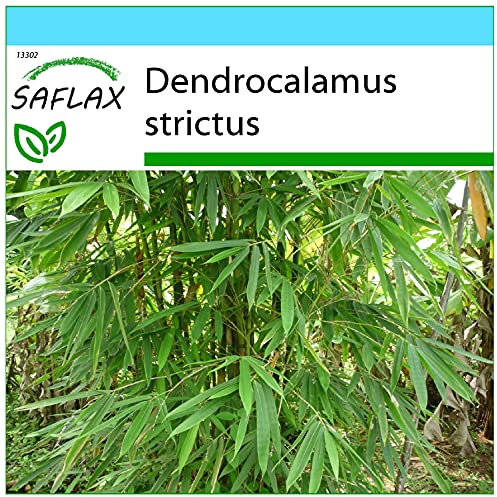 SAFLAX - Confezione regalo - Bambù di Calcutta - 50 semi - Dendrocalamus strictus