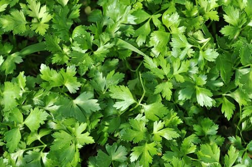 Just Seed - Organic Herb - Parsley Plain - 300 Seeds - Economy Pack